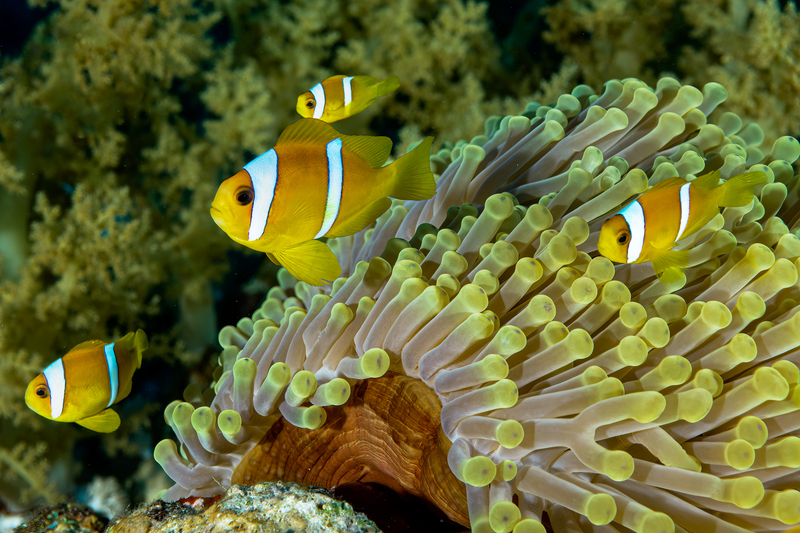 Red Sea Anemonefish(1).jpg