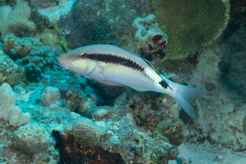Red Sea Goatfish(1).jpg