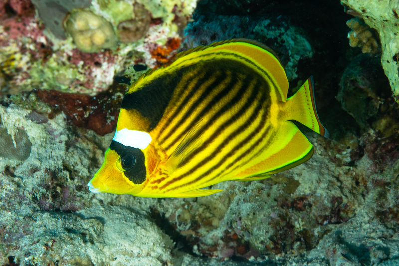 Red Sea Raccoon Butterflyfish(2).jpg