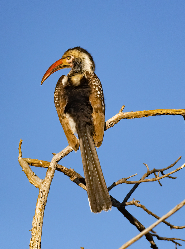 Red-billed Hornbill.jpg