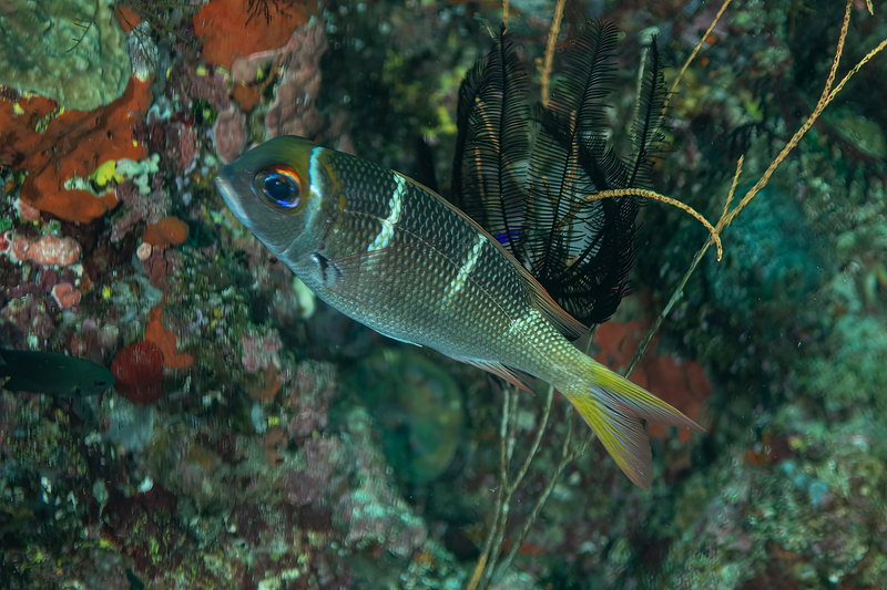Redfin Bream.jpg