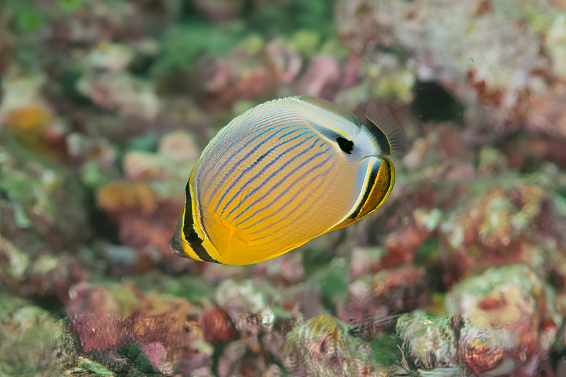 Redfin Butterflyfish(1).jpg