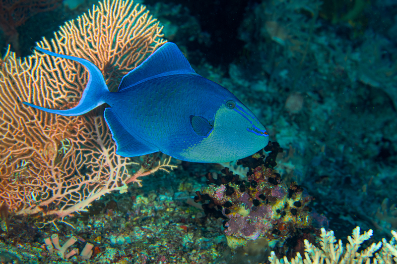 Redtooth Triggerfish(1).jpg