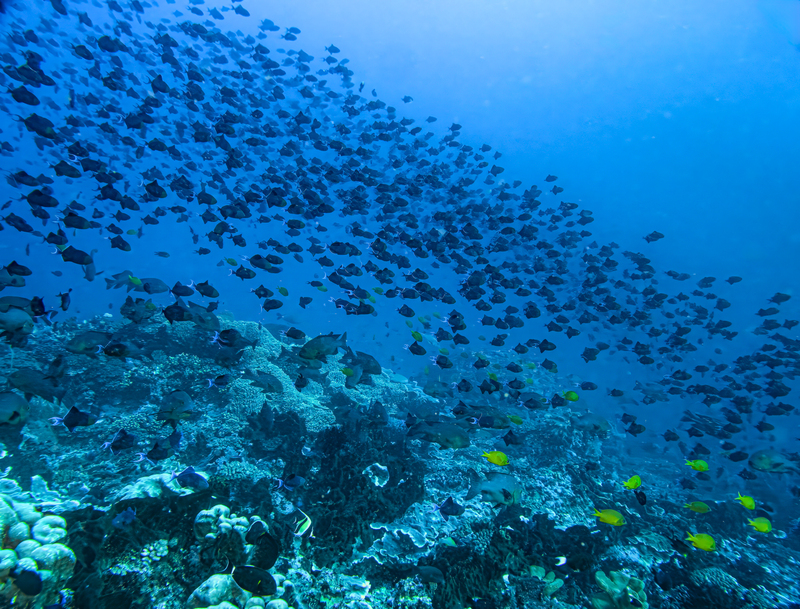Redtooth Triggerfish(3).jpg