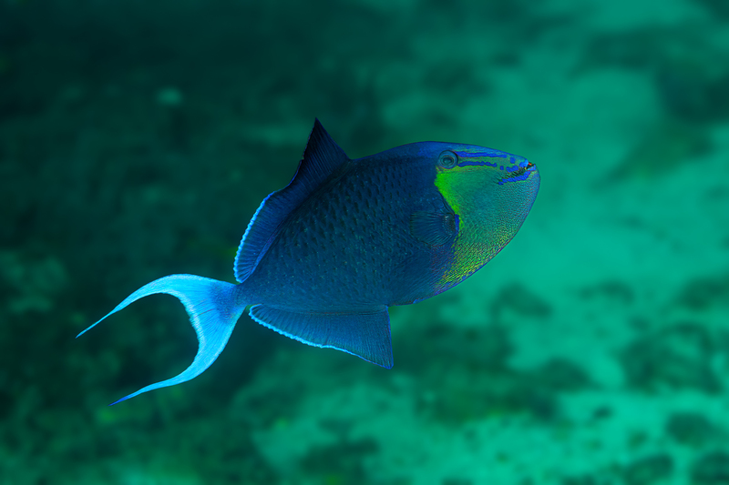 Redtooth Triggerfish(2) :: Sorong to Triton Bay - 2024 :: Far Out Photos