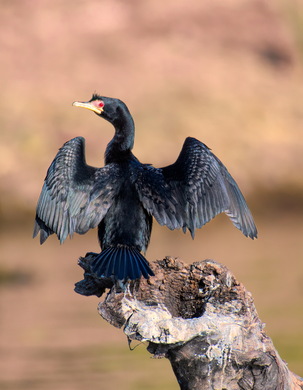 Reed Cormorant(1).jpg