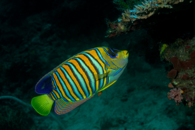 Regal Angelfish 2(1).jpg