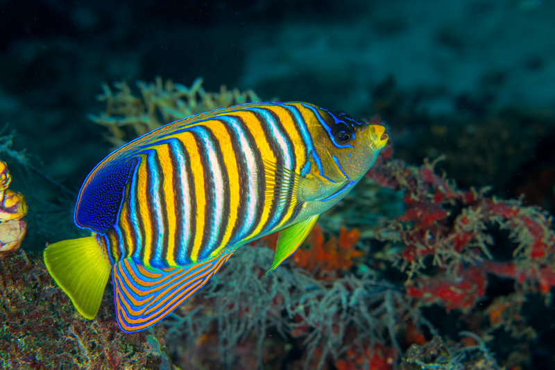 Regal Angelfish(2).jpg