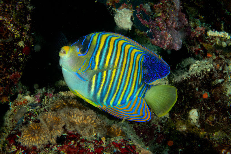Regal Angelfish(3).jpg