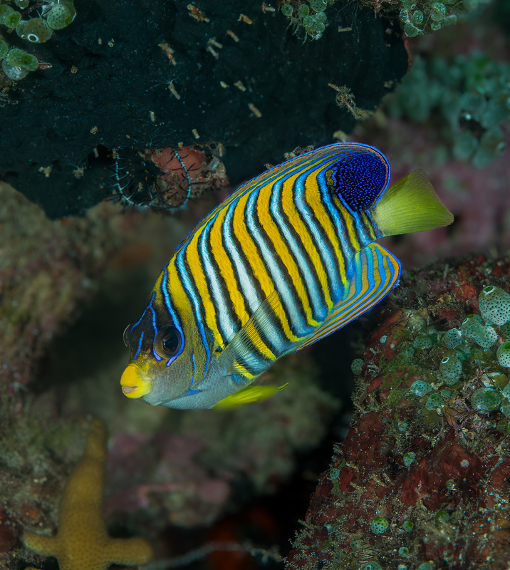 Regal Angelfish(4).jpg