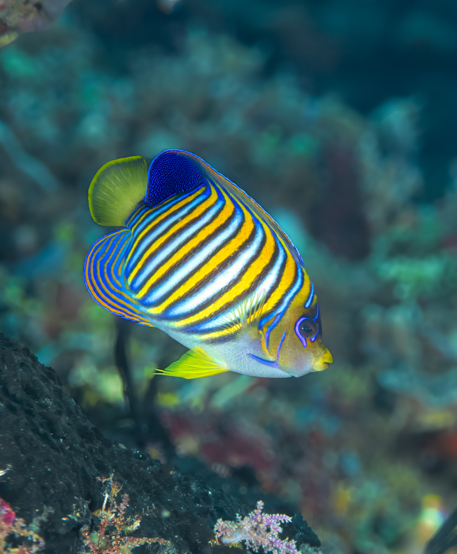 Regal Angelfish(6).jpg