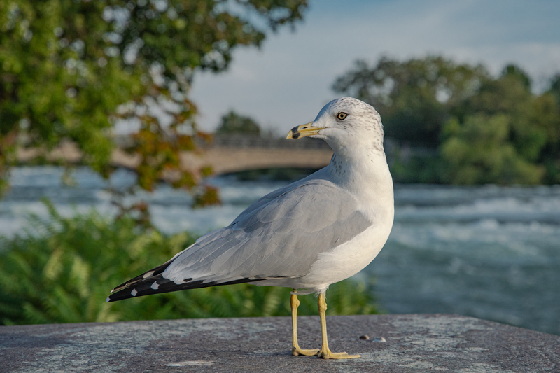Ring-billed Gull.jpg