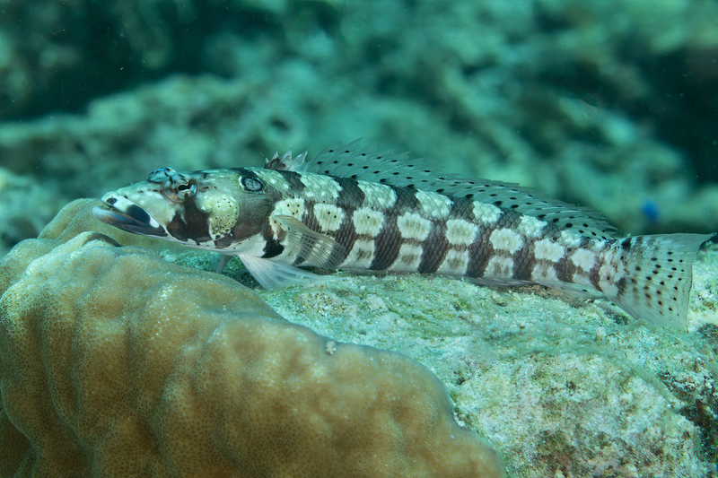 Riticulated Sandperch(1).jpg