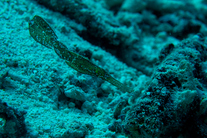 Robust Ghost Pipefish(1).jpg
