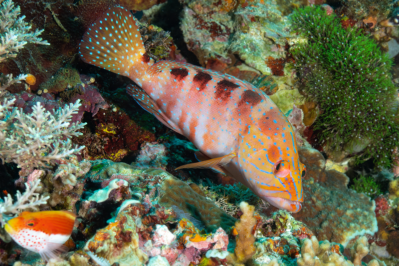 Saddle Grouper(1).jpg