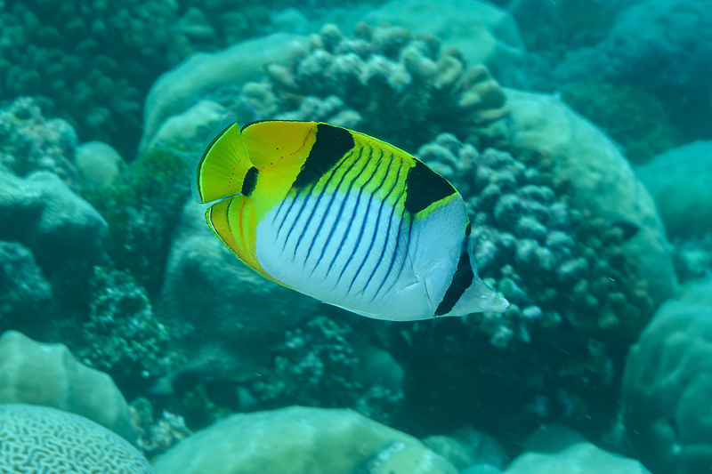 Saddleback Butterflyfish.jpg