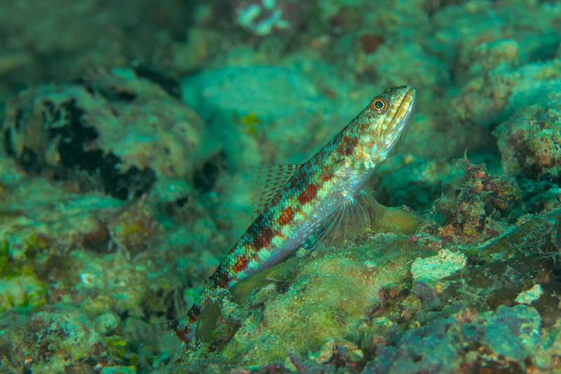 Sandperch(1).jpg