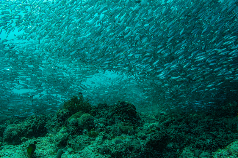 Sardines at Moal Boal 2(1).jpg