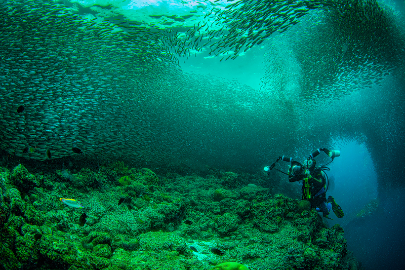 Sardines at Moal Boal 4(2).jpg
