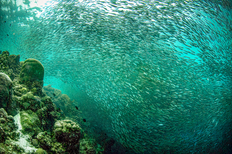 Sardines at Moal Boal 5(1).jpg