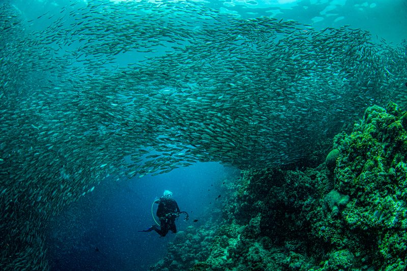 Sardines at Moal Boal 6(1).jpg