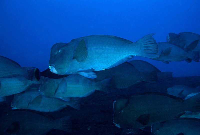School of Bumphead Parrotfish.jpg