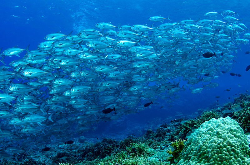 School of Jacks 1(1).jpg