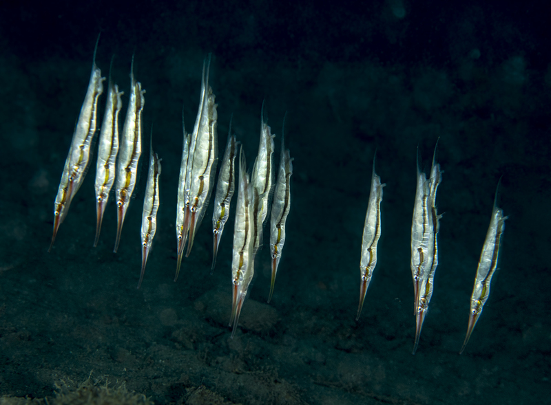 School of Razorfish.jpg