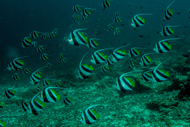 Schooling Bannerfish(1).jpg