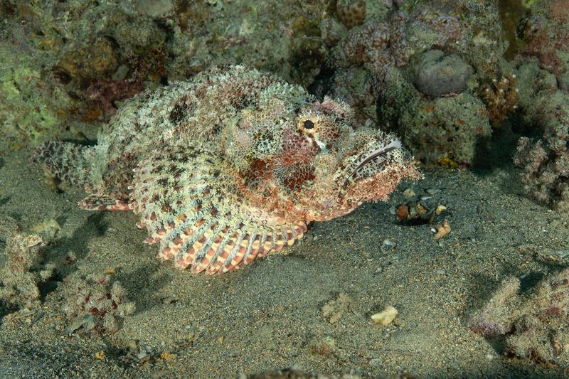 Scorpionfish(2).jpg