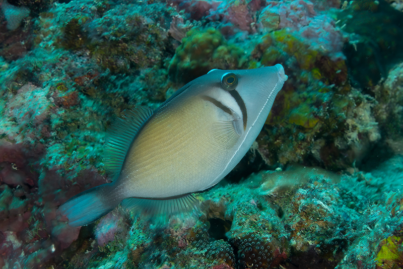 Scythe Triggerfish(1).jpg