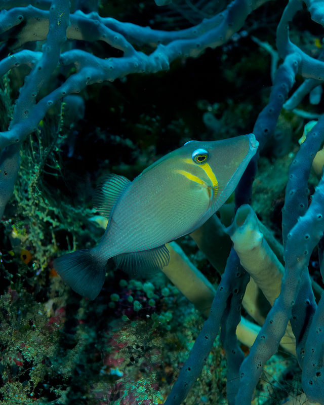 Scythe Triggerfish(2).jpg