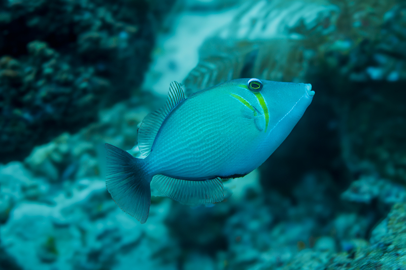 Scythe Triggerfish(3).jpg