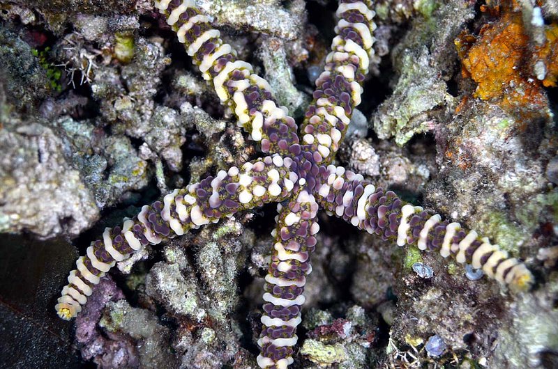 Sea  Star (2).jpg