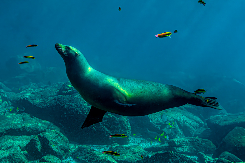Sea Lion 1(2).jpg