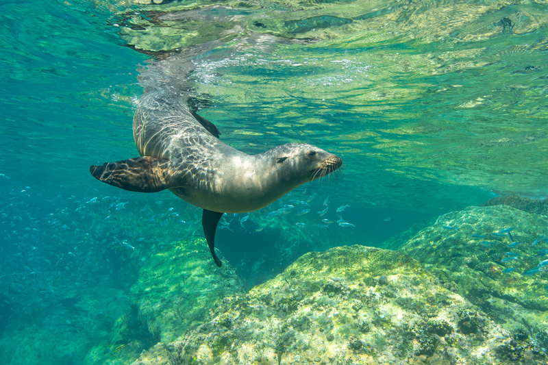 Sea Lion 10(1).jpg