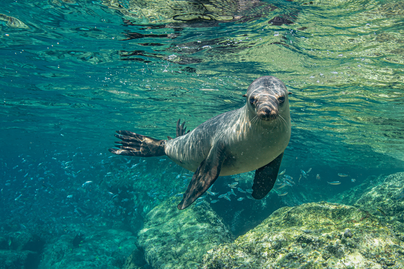 Sea Lion 11(1).jpg