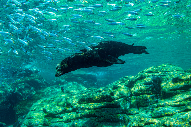 Sea Lion 13(1).jpg
