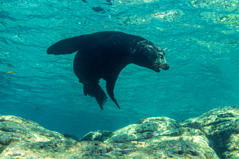 Sea Lion 14(1).jpg