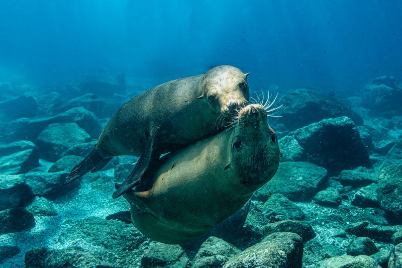 Sea Lion 15(1).jpg