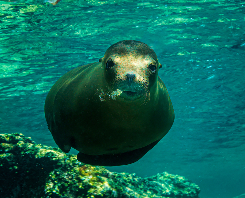 Sea Lion 16(1).jpg