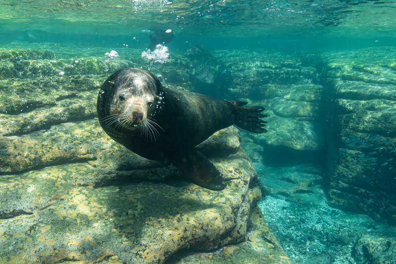 Sea Lion 17(1).jpg