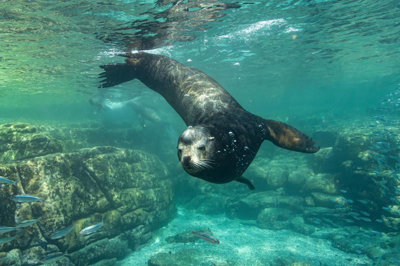 Sea Lion 18(1).jpg