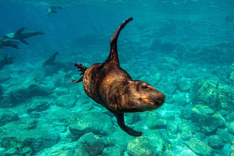 Sea Lion 19(1).jpg