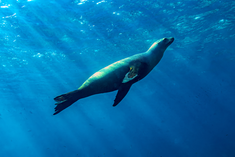 Sea Lion 2(1).jpg