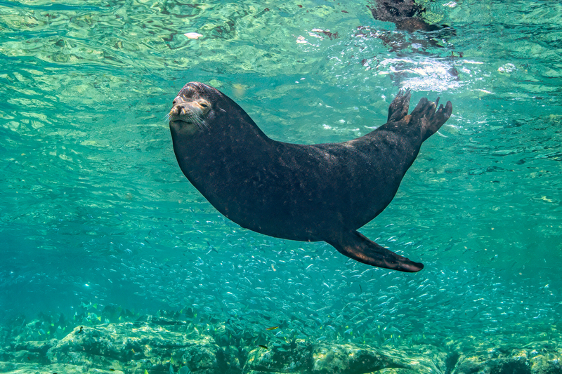Sea Lion 3(1).jpg
