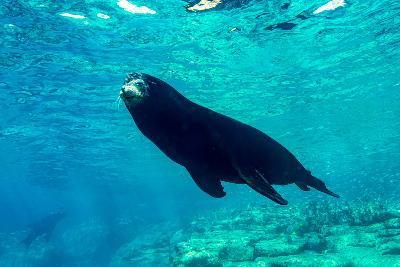 Sea Lion 4(1).jpg