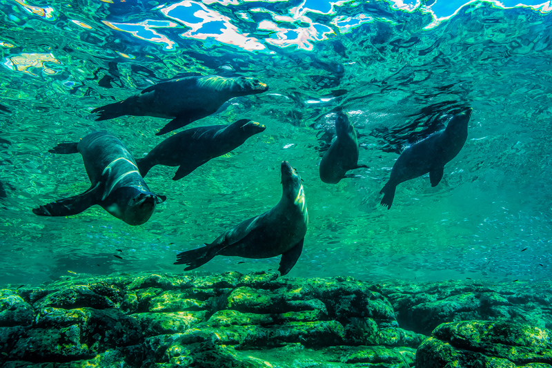 Sea Lion 5(1).jpg