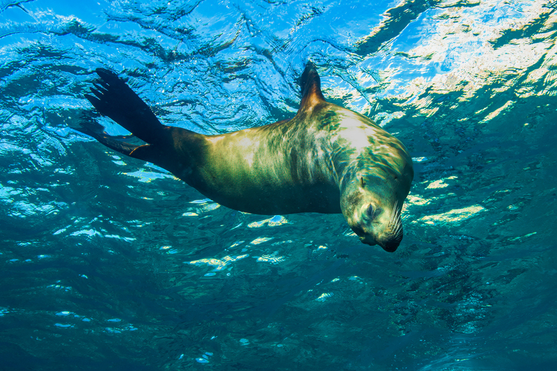 Sea Lion 6(1).jpg