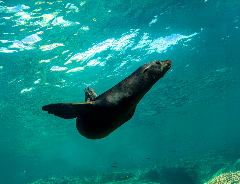 Sea Lion 7(1).jpg